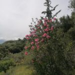Blühender Oleander...